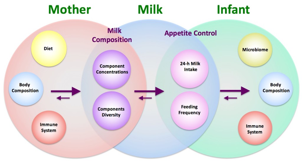 Zoya Diagram